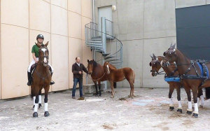 Poneys Equita 2016
