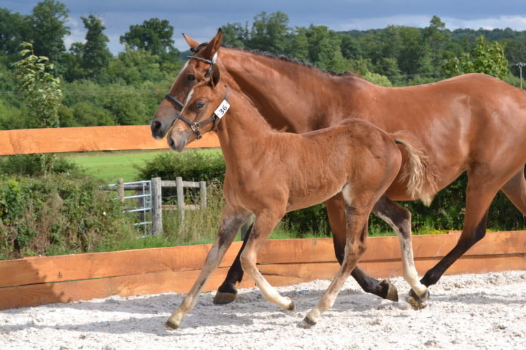 Houla-Hop-dExtra-1-768x512