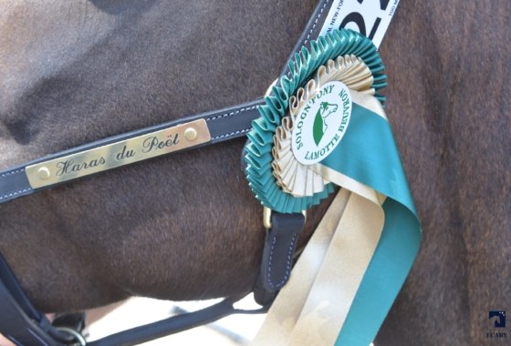 HARAS DU POET Mme Gravier Nathalie photo