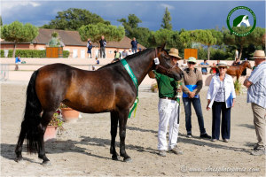 newforest-diapo-11