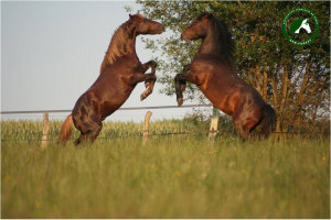 newforest-diapo-7
