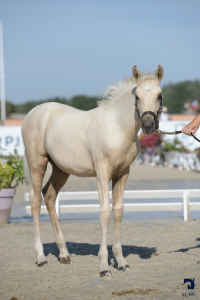 Foals Femelles NFC