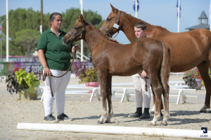 Foals Mâles NFC